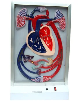 Сърцето на човека и кръвообращението електрически модел на здравно обучение, медицинско оборудване