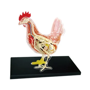 Червено-бяло Пиле 4D Майстор-пъзел за сглобяване на играчки Биология животно Анатомический орган Образователна модел Анатомия