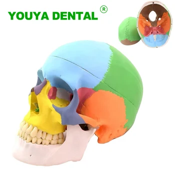 Модел на човешкия скелет в реален размер, Цветни Демонстрационен модел анатомична форма на черепа, Медицински подпори, Стоматологични лабораторни консумативи