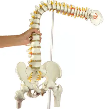 45 см Човешкия гръбначен Стълб С Модела на Таза Анатомическая Модел на Човек Медицинска Модел Колони С Гъвкава Стойка Анатомия на гръбначния Стълб Spinal E9l3
