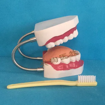 модел на зъбите в устата на голям размер, обучение на деца на устната реч, почистване на зъбите, модел учебното оборудване